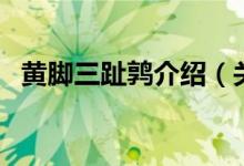 黃腳三趾鶉介紹（關(guān)于黃腳三趾鶉的簡介）