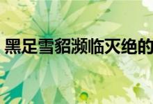 黑足雪貂瀕臨滅絕的原因（黑足雪貂的特點(diǎn)）