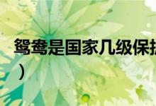 鴛鴦是國家?guī)准壉Ｗo物（鴛鴦是國家?guī)准壉Ｗo）
