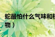 蛇最怕什么氣味和植物（蛇最怕什么氣味或藥物）