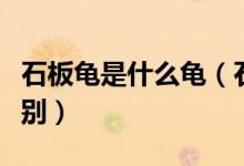 石板龜是什么龜(石板龜與草龜外形上怎么區(qū)別)