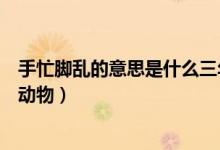 手忙腳亂的意思是什么三年級上冊（手忙腳亂的意思是什么動物）