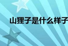 山貍子是什么樣子（山貍子是什么動物）