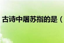 古詩中屠蘇指的是（古詩中屠蘇指的是什么）