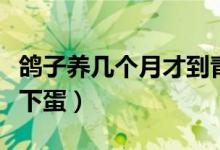 鴿子養(yǎng)幾個月才到青年期(鴿子養(yǎng)幾個月才會下蛋)