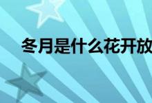 冬月是什么花開放的（冬月是什么意思）