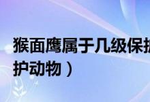 猴面鷹屬于幾級保護動物（猴面鷹屬于幾級保護動物）