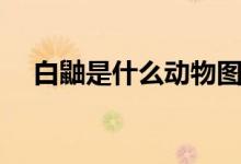 白鼬是什么動(dòng)物圖片（白鼬是什么動(dòng)物）