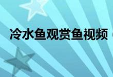 冷水魚(yú)觀賞魚(yú)視頻（冷水魚(yú)觀賞魚(yú)有哪些）