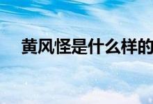 黃風(fēng)怪是什么樣的（黃風(fēng)怪是什么動(dòng)物）
