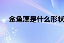 金魚藻是什么形狀（金魚藻是什么植物）