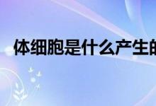 體細胞是什么產(chǎn)生的(體細胞是什么意思)