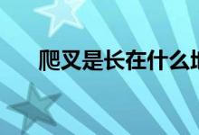 爬叉是長在什么地方(爬叉是什么菜)