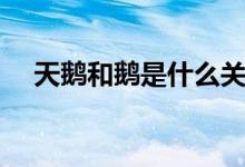 天鵝和鵝是什么關系(天鵝和鵝的區(qū)別)