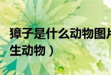 獐子是什么動物圖片（獐子是一種什么樣的野生動物）
