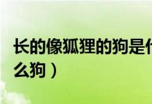 長的像狐貍的狗是什么（長的像狐貍的狗是什么狗）