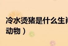 冷水燙豬是什么生肖動(dòng)物（冷水燙豬是指什么動(dòng)物）