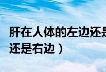 肝在人體的左邊還是右邊?。ǜ卧谌梭w的左邊還是右邊）