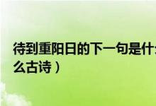 待到重陽日的下一句是什么古詩(待到重陽日的下一句是什么古詩)