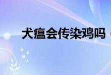 犬瘟會傳染雞嗎（犬瘟會傳染給人嗎）