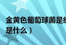 金黃色葡萄球菌是細菌門嗎（金黃色葡萄球菌是什么）