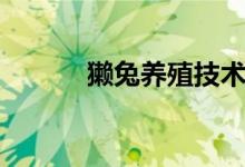 獺兔養(yǎng)殖技術(shù)（原來這么簡單）