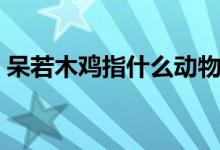 呆若木雞指什么動物（呆若木雞指什么動物）