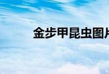 金步甲昆蟲圖片（金步甲的習(xí)性）