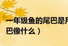 一年級魚的尾巴是用來干什么（一年級魚的尾巴像什么）