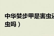 中華婪步甲是害蟲(chóng)還是益蟲(chóng)（中華婪步甲是害蟲(chóng)嗎）