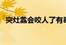 突灶螽會咬人了有毒嗎（突灶螽會咬人嗎）