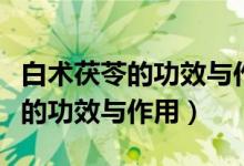 白術(shù)茯苓的功效與作用及食用方法(白術(shù)茯苓的功效與作用)