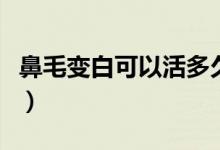 鼻毛變白可以活多久（鼻毛變白一般能活多久）