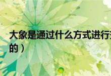 大象是通過什么方式進(jìn)行交流的（大象是通過什么方式防曬的）