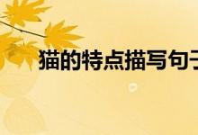 貓的特點(diǎn)描寫句子（貓的特點(diǎn)是什么）