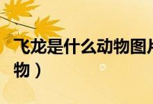 飛龍是什么動(dòng)物圖片（我想知道飛龍是什么動(dòng)物）