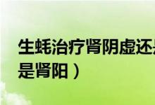 生蠔治療腎陰虛還是腎陽虛?（生蠔補(bǔ)腎陰還是腎陽）
