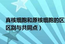 真核細(xì)胞和原核細(xì)胞的區(qū)別與聯(lián)系（真核細(xì)胞和原核細(xì)胞的區(qū)別與共同點）
