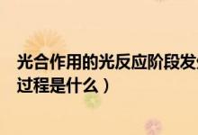 光合作用的光反應(yīng)階段發(fā)生的主要反應(yīng)（光合作用的反應(yīng)和過程是什么）