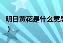 明日黃花是什么意思?。魅拯S花是什么意思）