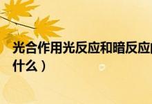 光合作用光反應(yīng)和暗反應(yīng)的區(qū)別（光合作用的反應(yīng)和過(guò)程是什么）