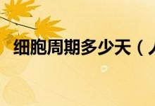 細胞周期多少天（人體細胞多久更新一次）
