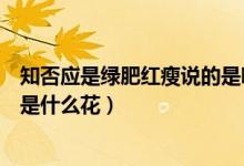 知否應(yīng)是綠肥紅瘦說(shuō)的是哪種花卉（知否知否應(yīng)是綠肥紅瘦是什么花）