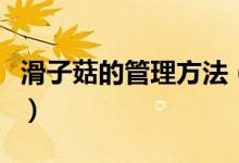 滑子菇的管理方法(滑子菇高產(chǎn)栽培技術分享)