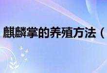 麒麟掌的養(yǎng)殖方法（關于麒麟掌的養(yǎng)殖方法）
