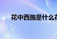 花中西施是什么花名(花中西施介紹)