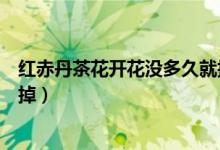 紅赤丹茶花開花沒多久就掉了(紅赤丹茶花開的花什么時候掉)