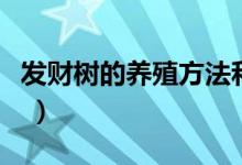 發(fā)財(cái)樹(shù)的養(yǎng)殖方法和注意事項(xiàng)（到底該怎么養(yǎng) ）