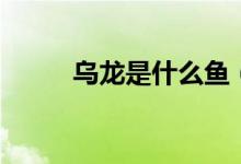 烏龍是什么魚（烏龍是什么意思）