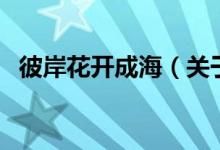 彼岸花開成海（關(guān)于彼岸花開成海的介紹）